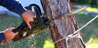 Trusted Maple Heights Lake Desire, WA Tree Care Experts