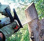 Reliable Maple Heights Lake Desire, WA Tree Care Solutions