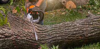 How Our Tree Care Process Works  in  Maple Heights Lake Desire, WA