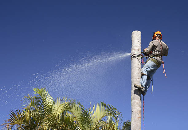 Best Storm Damage Tree Cleanup  in Maple Heights Lake Desire, WA