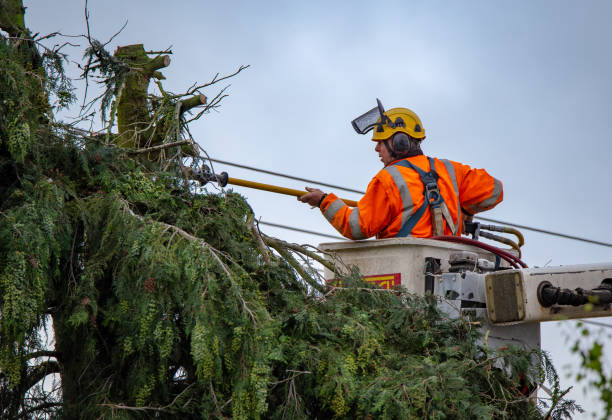 Best Emergency Tree Removal  in Maple Heights Lake Desire, WA