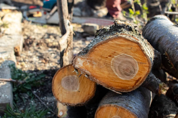 Best Commercial Tree Services  in Maple Heights Lake Desire, WA
