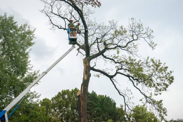 Best Tree Mulching  in Maple Heights Lake Desire, WA
