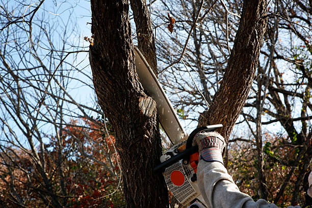 How Our Tree Care Process Works  in  Maple Heights Lake Desire, WA
