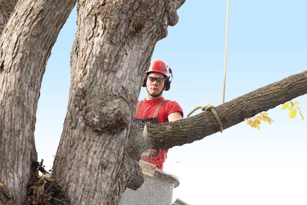 Best Firewood Processing and Delivery  in Maple Heights Lake Desire, WA
