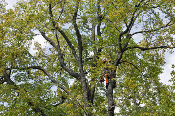 Best Hazardous Tree Removal  in Maple Heights Lake Desire, WA